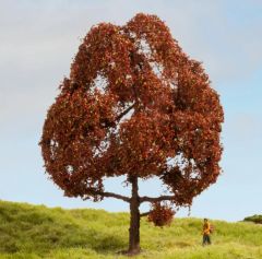 NOC20150 - Arbre de 15 cm de hauteur – Hêtre rouge